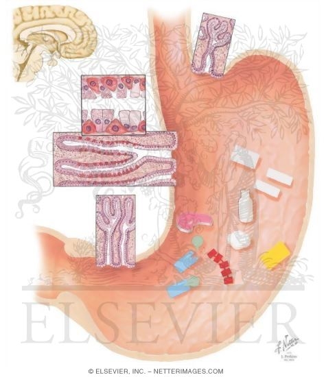 Gastric Digestive Function