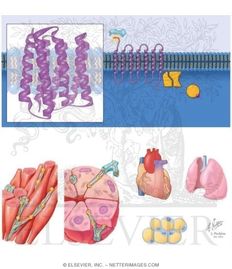 Watermarked preview of unlabeled image: Adrenergic Receptors