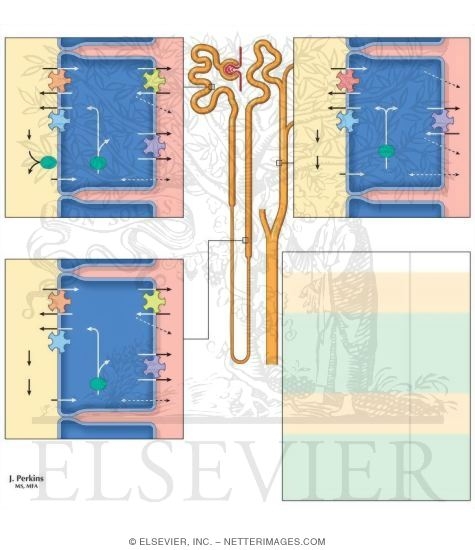 Watermarked preview of unlabeled image: HCO3 - Reabsorption