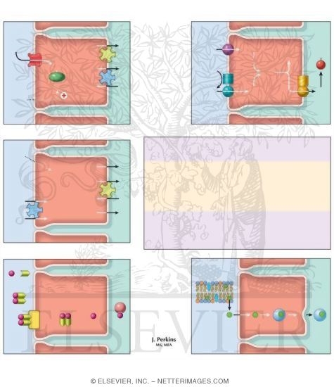 Watermarked preview of unlabeled image: Absorption of Essential Vitamins and Elements