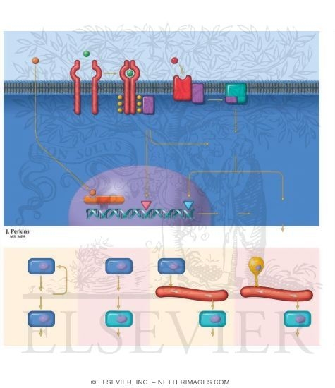Overview of Hormone Action