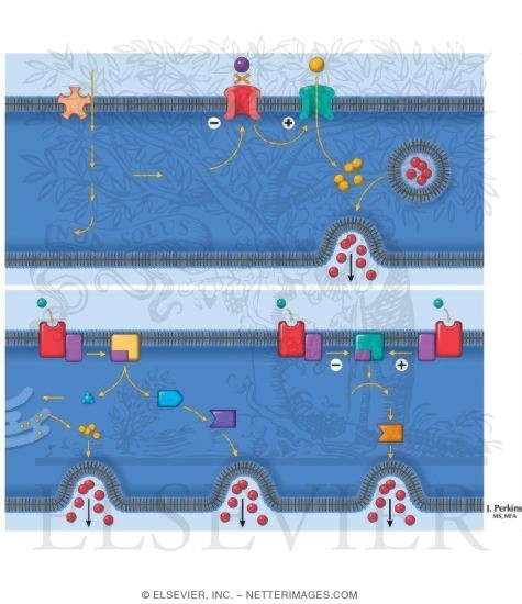 Insulin Secretion