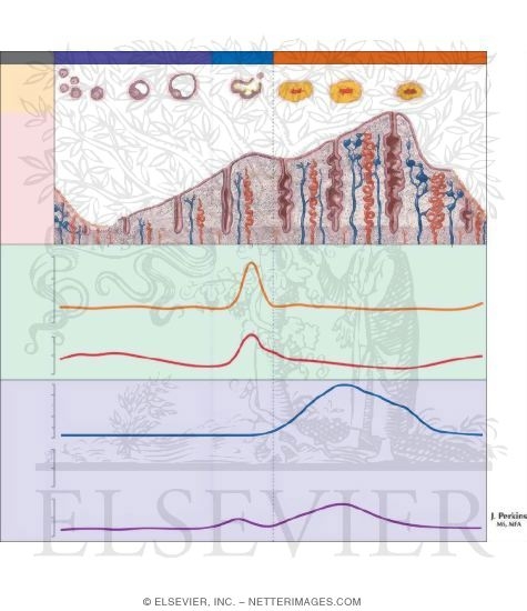 Menstrual Cycle