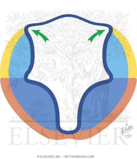 Watermarked preview of unlabeled image: Fourth Ventricular Development