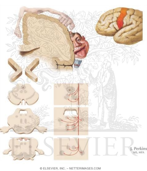 Corticobulbar Tract