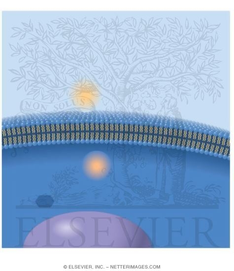 Watermarked preview of unlabeled image: Receptors and Signaling