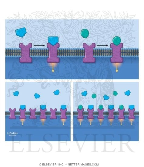 Watermarked preview of unlabeled image: Agonists