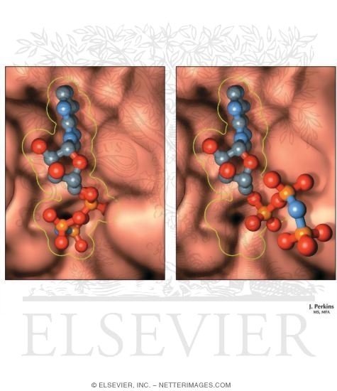 Watermarked preview of unlabeled image: Stereochemistry and 3-Dimensional Fit