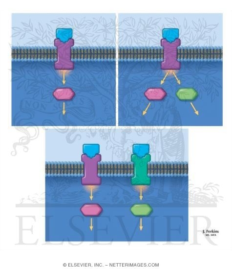 Receptor-Effector Coupling