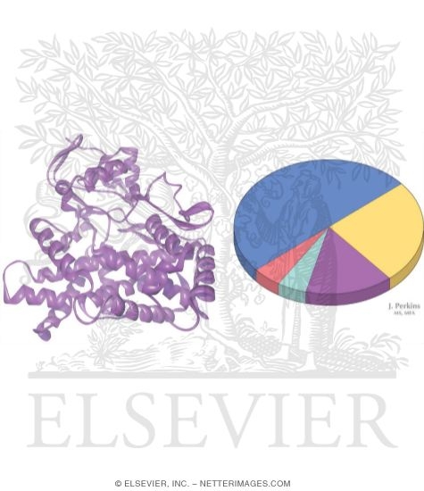 Watermarked preview of unlabeled image: Cytochrome P-450 (CYP450)