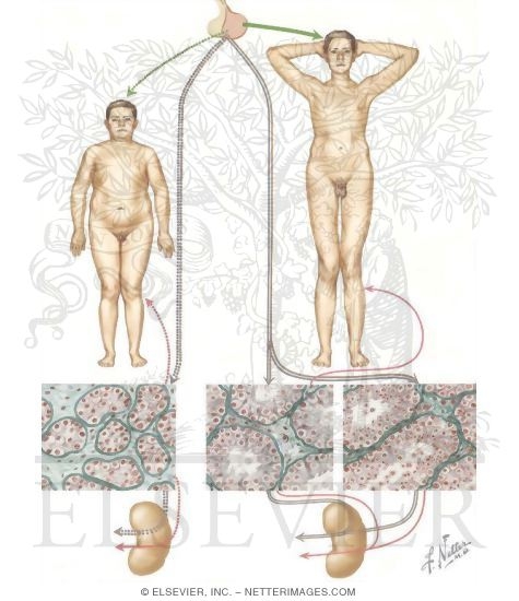 Testicular Failure III - Variants of Secondary Hypogonadism