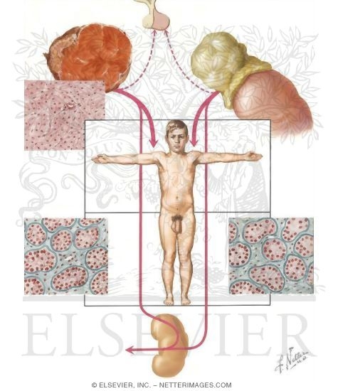 Watermarked preview of unlabeled image: Sexual Precocity II - Endocrine Type