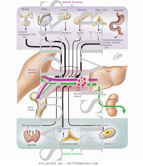 Hormonal Effects on Protein Anabolism and Catabolism