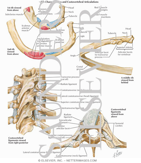 Rib Characteristics and Costovertebral Articulations
Ribs and Sternocostal Joints
Costovertebral Joints
