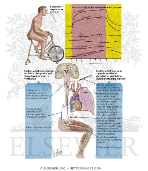 Respiratory Response to Exercise