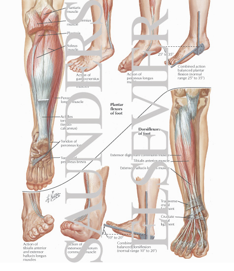 Plantar Flexors and Dorsiflexors of Foot