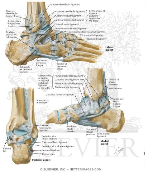 Ligaments Of The Ankle And Foot Calcaneus Ankle ligaments are soft tissue and if that soft tissue never repairs itself it can lead to arthritis down the road. ligaments of the ankle and foot calcaneus