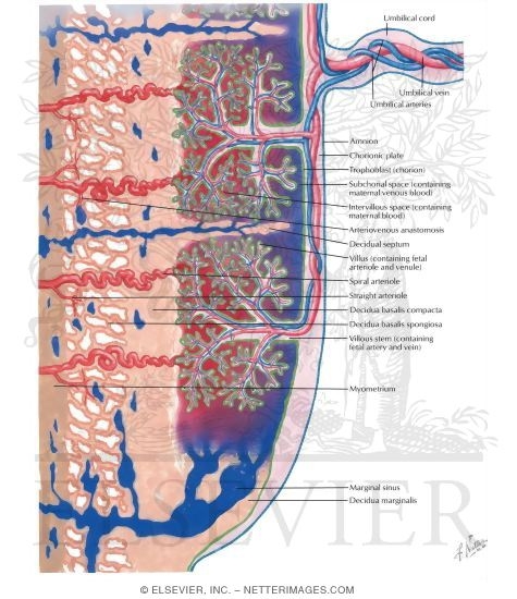 Circulation placentaire; circulation foeto Biology Diagrams