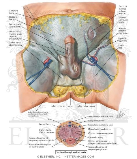 Ligamentous and Fascial Support