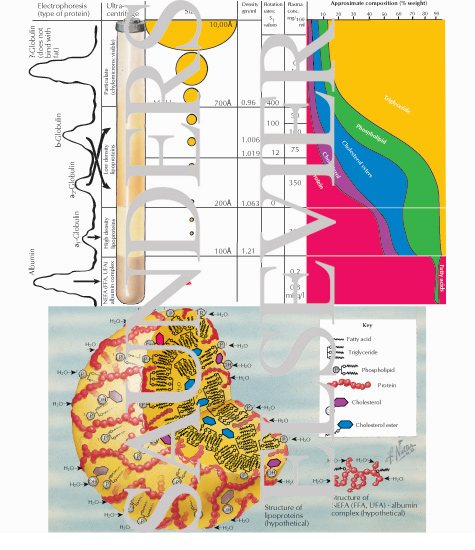 Watermarked preview of labeled image: Media of Fat Transport