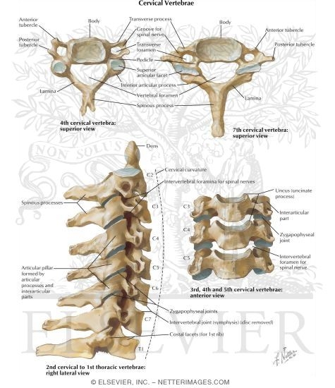 Cervical Vertebrae Spine: Osteology