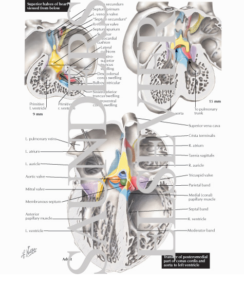 Formation of the Cardiac Septa