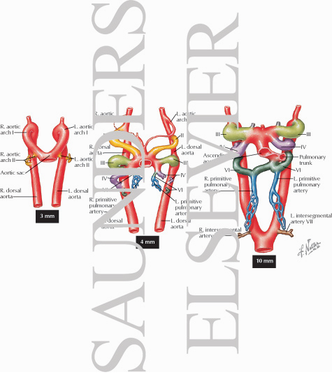 Development of the Major Blood Vessels