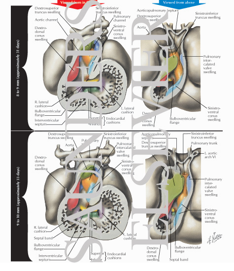 Formation of the Cardiac Septa