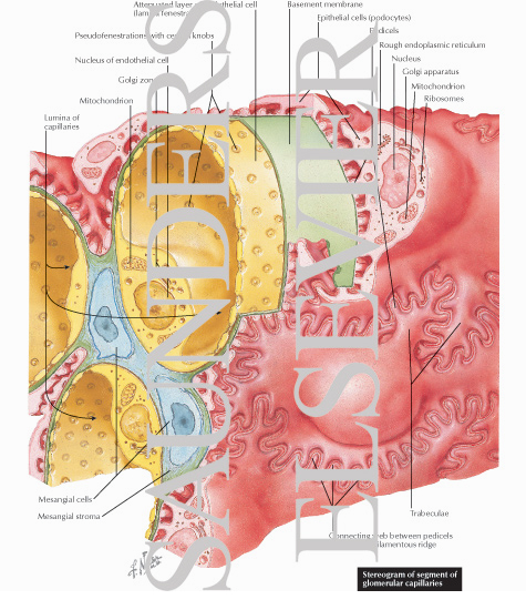Fine Structure of Renal Corpuscle