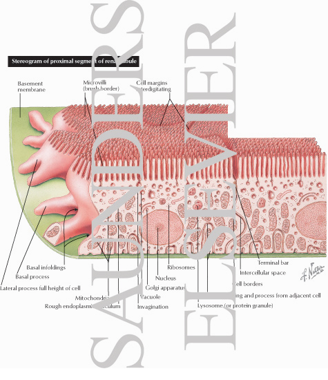 Stereogram of Proximal Segment of Renal Tubule