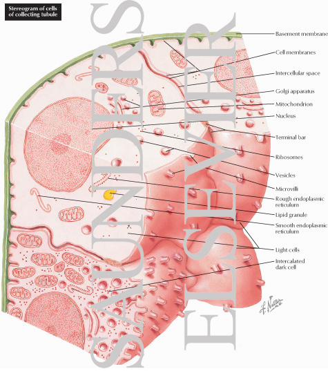 Watermarked preview of labeled image: Stereogram of Cells of Collecting Tubule