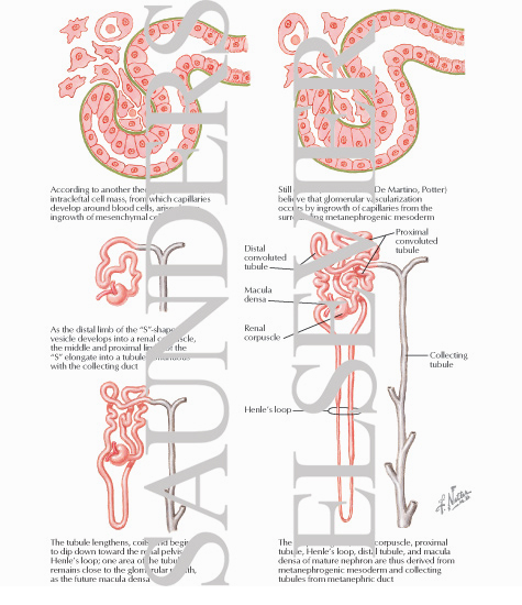 Development of Metanephros