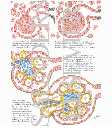 Watermarked preview of labeled image: Development of Metanephros