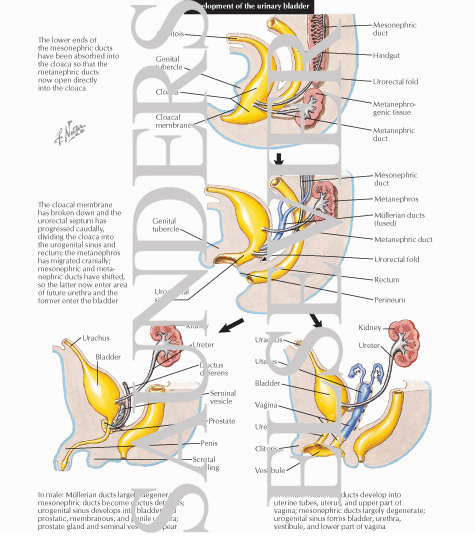 Watermarked preview of labeled image: Development of the Urinary Bladder