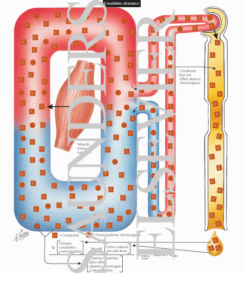 Watermarked preview of labeled image: Creatinine Clearance