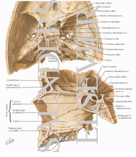 Relationship of the Sella Turcica