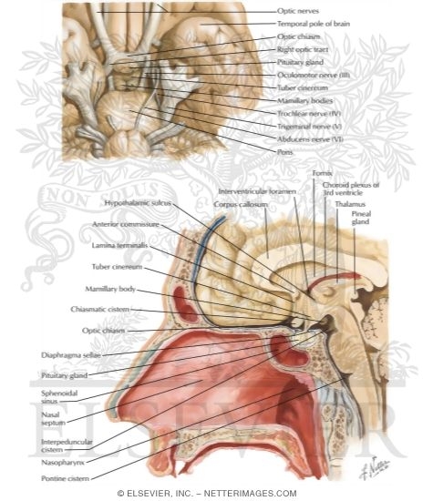 Anatomy and Relations of the Pituitary Gland