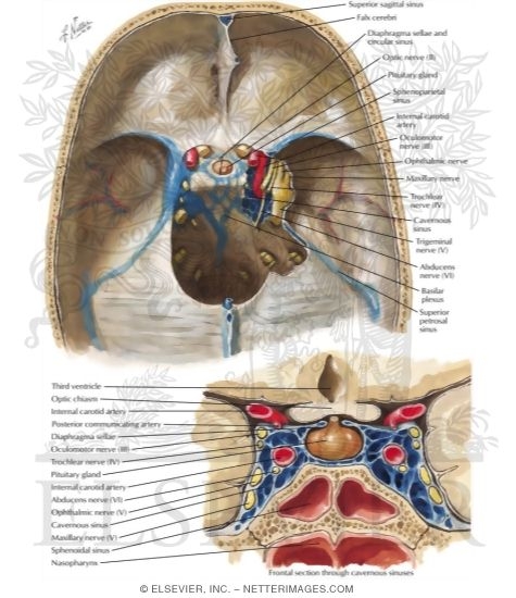 Relationship Of The Pituitary Gland To The Cavernous Sinus