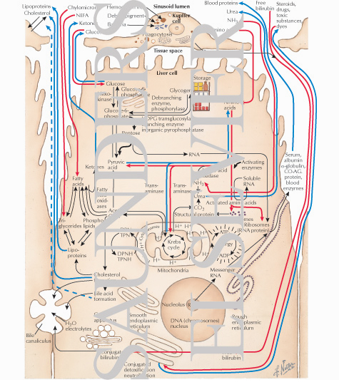 Metabolic Processes in Liver Cells