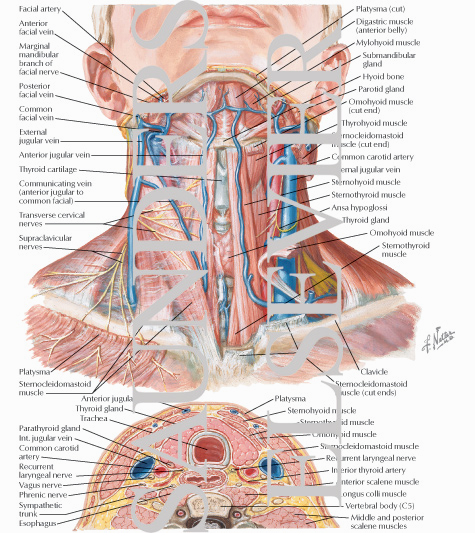 Anatomy of the Thyroid and Parathyroid Glands Superficial Veins and ...