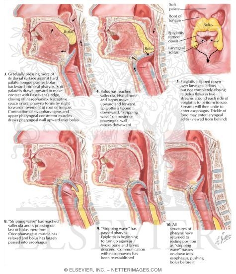 Deglutition
