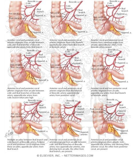Watermarked preview of labeled image: Variations In Cecal and Appendicular Arteries 
Blood Supply of Small and Large Intestine