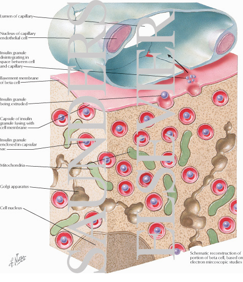 Electron Microscopy of the Beta Cell