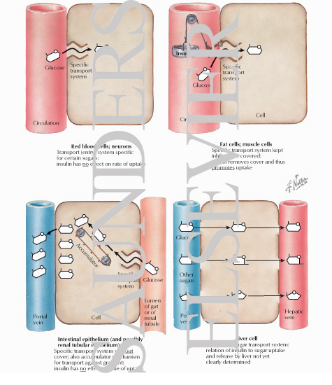 Watermarked preview of labeled image: Uptake of Glucose by Different Cells