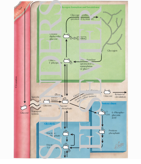 Watermarked preview of labeled image: Glycogen Metabolism