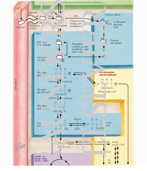 Watermarked preview of labeled image: Glycolysis