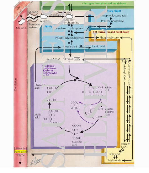 Tricarboxylic Acid Cycle