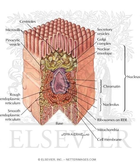 Watermarked preview of labeled image: The Cell