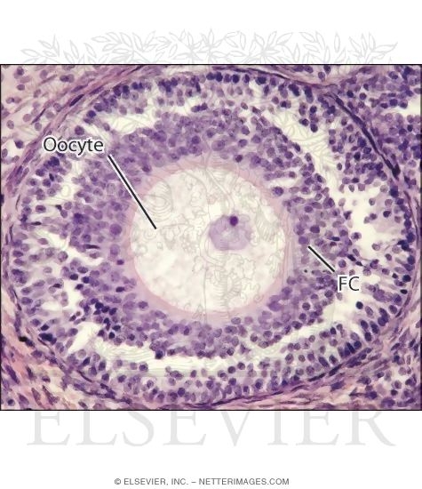 Comparative Views of the Ovary As Seen With Light Microscope