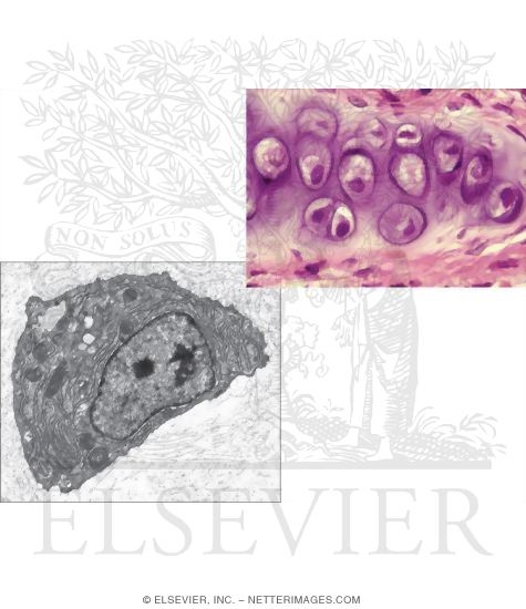Light Micrograph of Chondrocytes In Hyaline Cartilage and Electron Micrograph of a Chondrocyte With Its Nucleus and Cytoplasm